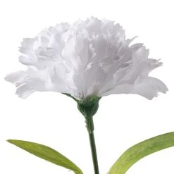 Cheap 🤩 White Carnation Spray by Ashland® 👍 -Ashland Shop 10017878 20