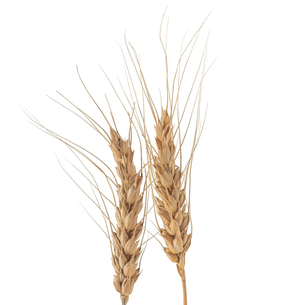 Buy ✨ Ashland® Natural Wheat Bunch ⌛ 5 Buy ✨ Ashland® Natural Wheat Bunch ⌛ - Image 3