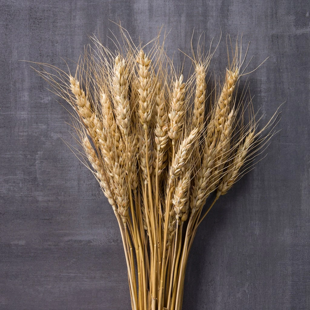 Buy ✨ Ashland® Natural Wheat Bunch ⌛ 4 Buy ✨ Ashland® Natural Wheat Bunch ⌛ - Image 2