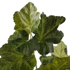 Outlet 🌟 Coral Bell Bush by Ashland® 🔔 -Ashland Shop 10129104 20