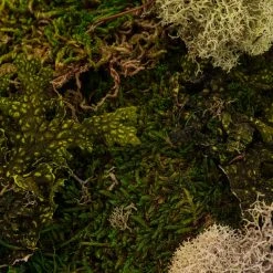 Discount 🧨 Moss Variety Pack by Ashland® ❤️ -Ashland Shop 10135036 22