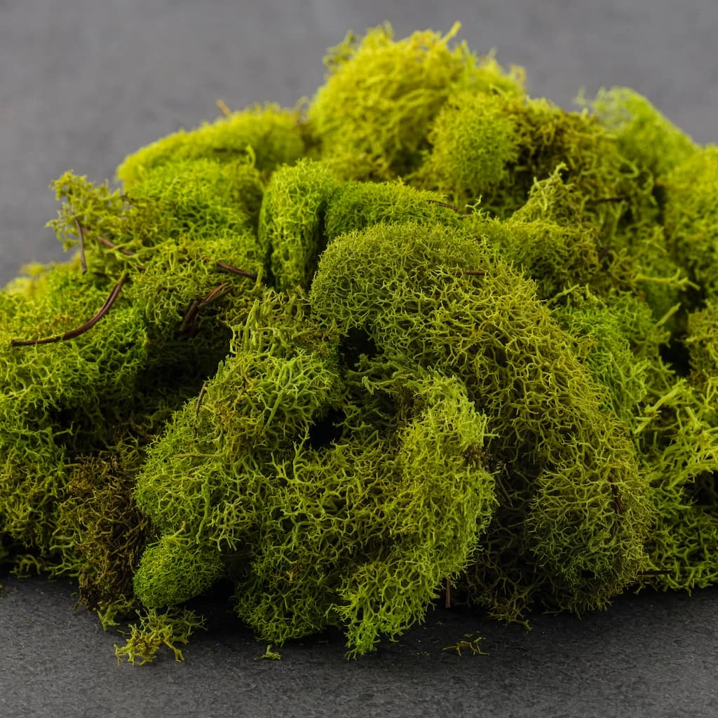 Brand new 💯 Ashland® Reindeer Moss 🤩 5 Brand new 💯 Ashland® Reindeer Moss 🤩 - Image 3