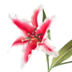 Budget ✔️ Rubrum Lily Spray by Ashland® ⭐ 7 Budget ✔️ Rubrum Lily Spray by Ashland® ⭐ -Ashland Shop 10161138 20
