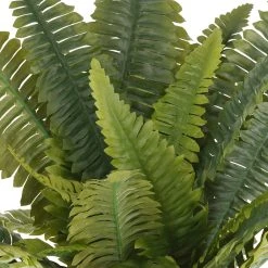 Wholesale 🎁 Boston Fern Bush Fern Collection by Ashland® 💯 7 Wholesale 🎁 Boston Fern Bush Fern Collection by Ashland® 💯 -Ashland Shop 10194885 2
