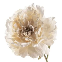 Top 10 ✨ Cream Peony Stem with Pearl by Ashland® ✔️ 11 Top 10 ✨ Cream Peony Stem with Pearl by Ashland® ✔️ -Ashland Shop 10213485 20