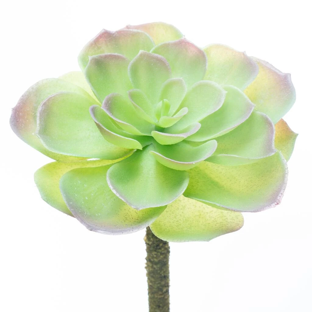 Budget β 12 Pack: Assorted Red Tipped Succulent Pick by Ashland® π 6 Budget β 12 Pack: Assorted Red Tipped Succulent Pick by Ashland® π - Image 4