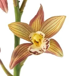 Hot Sale 😍 Tropical Cymbidium Stem by Ashland® 🔔 7 Hot Sale 😍 Tropical Cymbidium Stem by Ashland® 🔔 -Ashland Shop 10230910 20