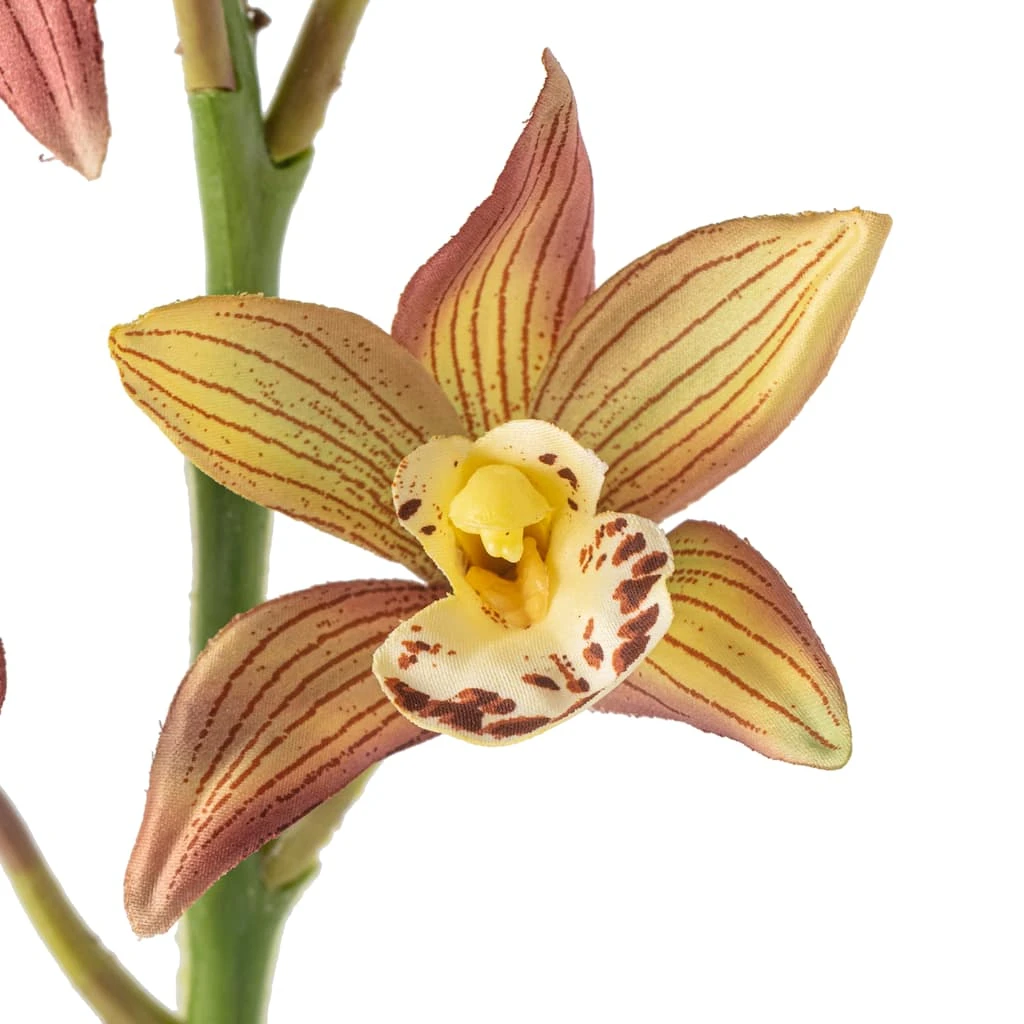 Hot Sale 😍 Tropical Cymbidium Stem by Ashland® 🔔 5 Hot Sale 😍 Tropical Cymbidium Stem by Ashland® 🔔 - Image 3