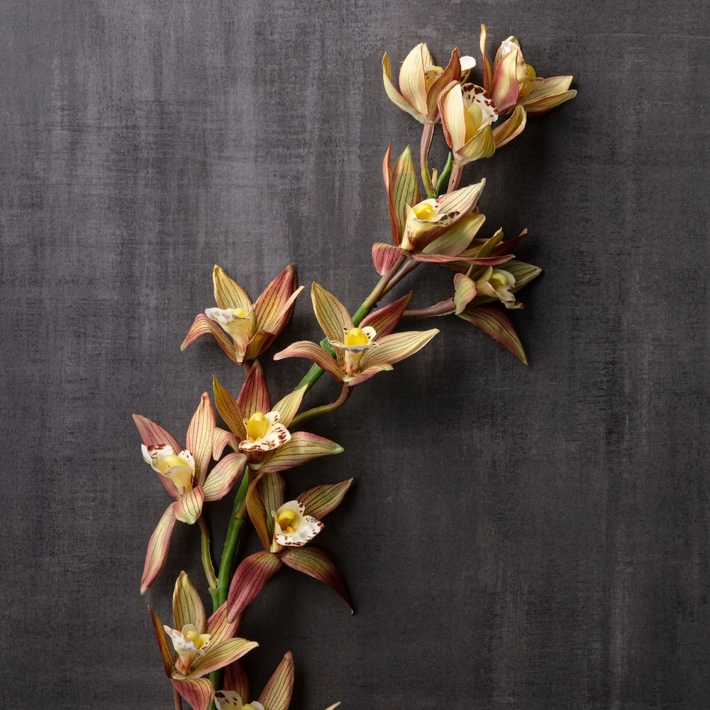 Hot Sale 😍 Tropical Cymbidium Stem by Ashland® 🔔 4 Hot Sale 😍 Tropical Cymbidium Stem by Ashland® 🔔 - Image 2
