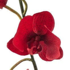 Promo ⭐ Red Tropical Orchid Stem by Ashland® 😍 -Ashland Shop 10230911 20