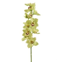 Cheapest 🎉 8 Pack: Pale Green Boat Orchid Stem by Ashland® ⌛