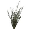 Buy 😀 Ashland® Washed Eucalyptus Bunch, 4 oz. 👏 -Ashland Shop 10259685