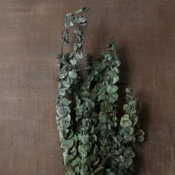 Buy 😀 Ashland® Washed Eucalyptus Bunch, 4 oz. 👏 -Ashland Shop 10259685 25