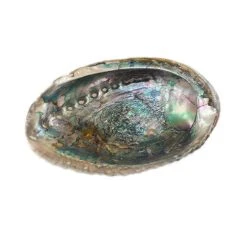 Wholesale ⭐ Blue Abalone Shell by Ashland® 😀