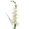 Cheap 🎉 12 Pack: White Gladiolus Stem by Ashland® 🎉