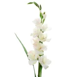 Cheap 🎉 12 Pack: White Gladiolus Stem by Ashland® 🎉