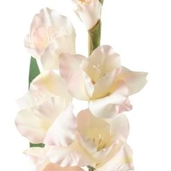 Best Sale 🎁 White Gladiolus Stem by Ashland® 🔔 -Ashland Shop 10297020 20
