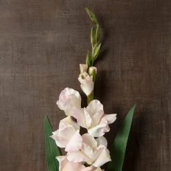 Best Sale 🎁 White Gladiolus Stem by Ashland® 🔔 -Ashland Shop 10297020 25