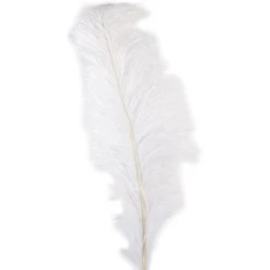 Budget ✔️ 12 Pack: Ivory Ostrich Feather by Ashland® 🤩