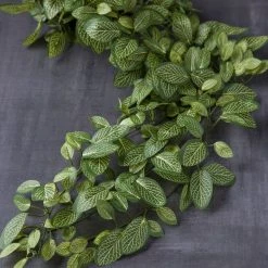 Best reviews of ⌛ Fittonia Hanging Bush Classic Greeery by Ashland® ❤️ -Ashland Shop 10308882 22