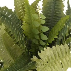 Promo ✔️ Boston Fern Bush Fern Collection by Ashland® ✔️ 7 Promo ✔️ Boston Fern Bush Fern Collection by Ashland® ✔️ -Ashland Shop 10309260 2