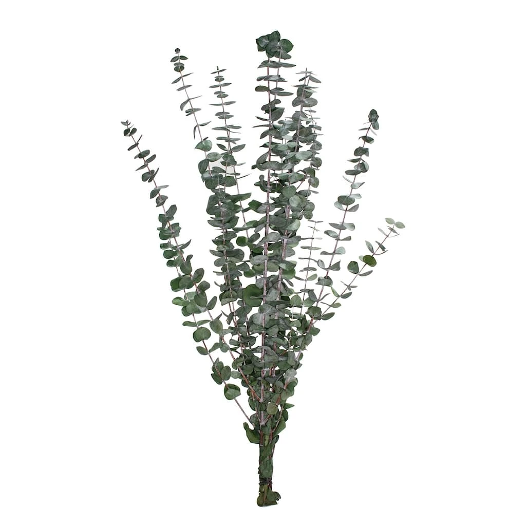 Coupon ๐ Ashland® Eucalyptus Bunch, 4 oz. ๐งจ 3 Coupon ๐ Ashland® Eucalyptus Bunch, 4 oz. ๐งจ