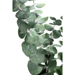 Coupon ๐ Ashland® Eucalyptus Bunch, 4 oz. ๐งจ 8 Coupon ๐ Ashland® Eucalyptus Bunch, 4 oz. ๐งจ -Ashland Shop 10333062 2