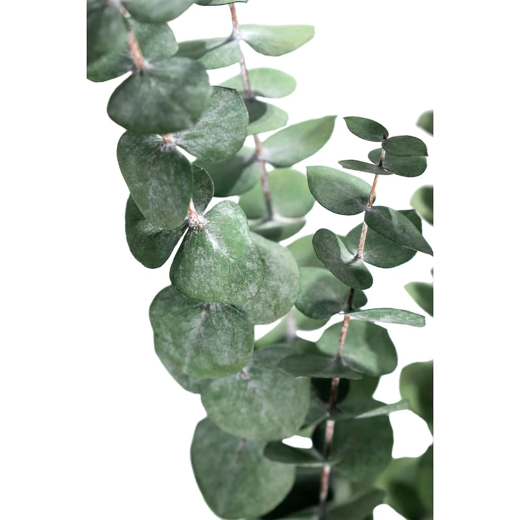 Coupon ๐ Ashland® Eucalyptus Bunch, 4 oz. ๐งจ 5 Coupon ๐ Ashland® Eucalyptus Bunch, 4 oz. ๐งจ - Image 3