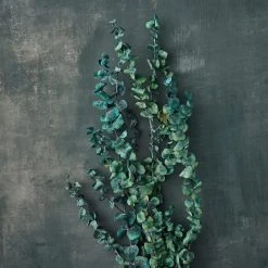 Coupon ๐ Ashland® Eucalyptus Bunch, 4 oz. ๐งจ 7 Coupon ๐ Ashland® Eucalyptus Bunch, 4 oz. ๐งจ -Ashland Shop 10333062 20