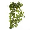 Cheapest 🛒 German Ivy Bush Ivy Collection by Ashland® ✔️ -Ashland Shop 10335273 01