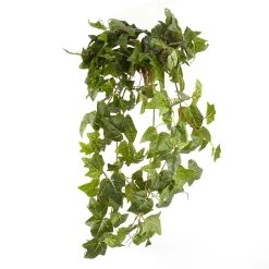 Cheapest 🛒 German Ivy Bush Ivy Collection by Ashland® ✔️