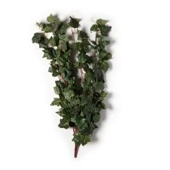 Cheapest 🛒 German Ivy Bush Ivy Collection by Ashland® ✔️ -Ashland Shop 10335273 21