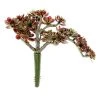 Best reviews of 💯 12 Pack: Creeping Red Sedum Pick by Ashland® 🌟 2 Best reviews of 💯 12 Pack: Creeping Red Sedum Pick by Ashland® 🌟 -Ashland Shop 10337815 1