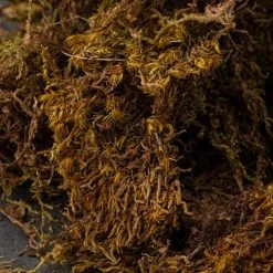 Budget ❤️ Deco Moss by Ashland® 😉 -Ashland Shop 10341503 22