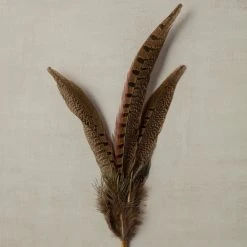 Budget π Pheasant Feather Picks by Ashland® π 9 Budget π Pheasant Feather Picks by Ashland® π -Ashland Shop 10355706 25