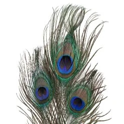 Promo ⌛ Peacock Feather Picks by Ashland® 😍 -Ashland Shop 10355707 20