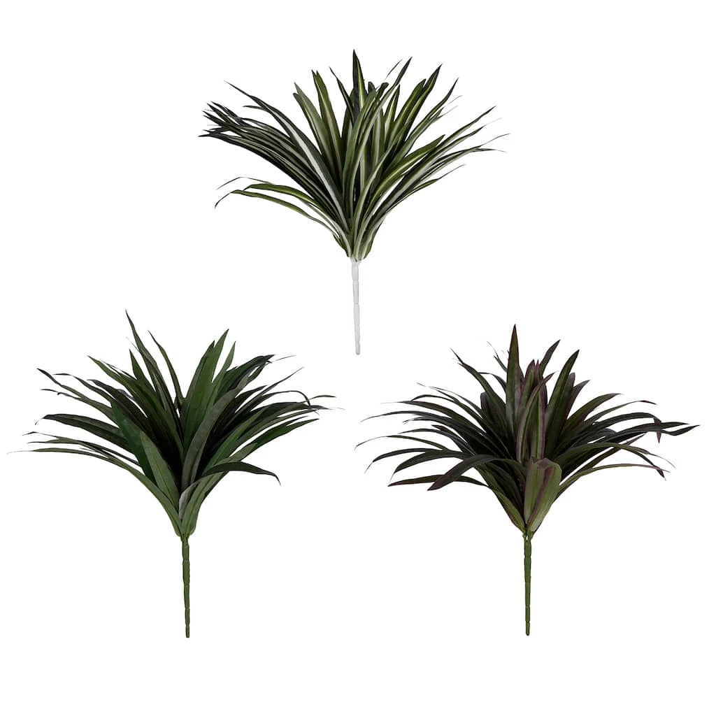 Cheapest 😉 12 Pack: Assorted Cordyline Bush by Ashland® ❤️ 3 Cheapest 😉 12 Pack: Assorted Cordyline Bush by Ashland® ❤️
