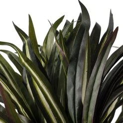 Budget 🎉 Assorted Cordyline Bush by Ashland® ❤️ -Ashland Shop 10356827 20