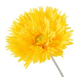 Buy 🧨 Jumbo Spider Gerber Daisy Stem by Ashland® 🔥 -Ashland Shop 10392672 20