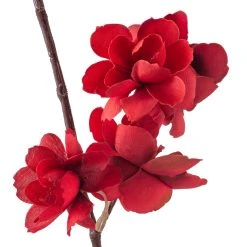 Flash Sale ✔️ Red Apple Blossom Branch Stem by Ashland® ⭐ -Ashland Shop 10400684 20