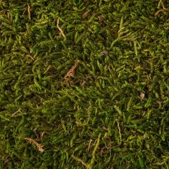 Deals 🔥 Forest Green Preserved Moss by Ashland® ⭐ -Ashland Shop 10407975 22