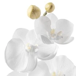 Brand new 😍 Phaleanopsis Orchid by Ashland® 👏 -Ashland Shop 10413038 20