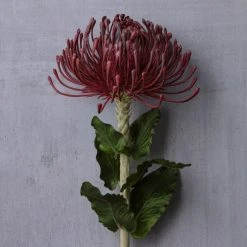 Cheap 👏 Red Pincushion Protea Spray by Ashland® ✔️ -Ashland Shop 10430478 22