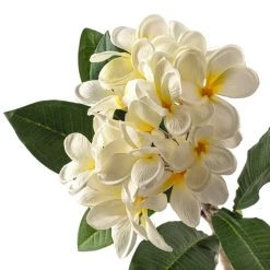 Coupon ❤️ White Frangipani Stem by Ashland® 🎉 -Ashland Shop 10450428 20