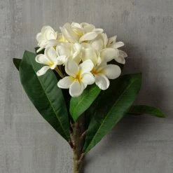 Coupon ❤️ White Frangipani Stem by Ashland® 🎉 -Ashland Shop 10450428 25