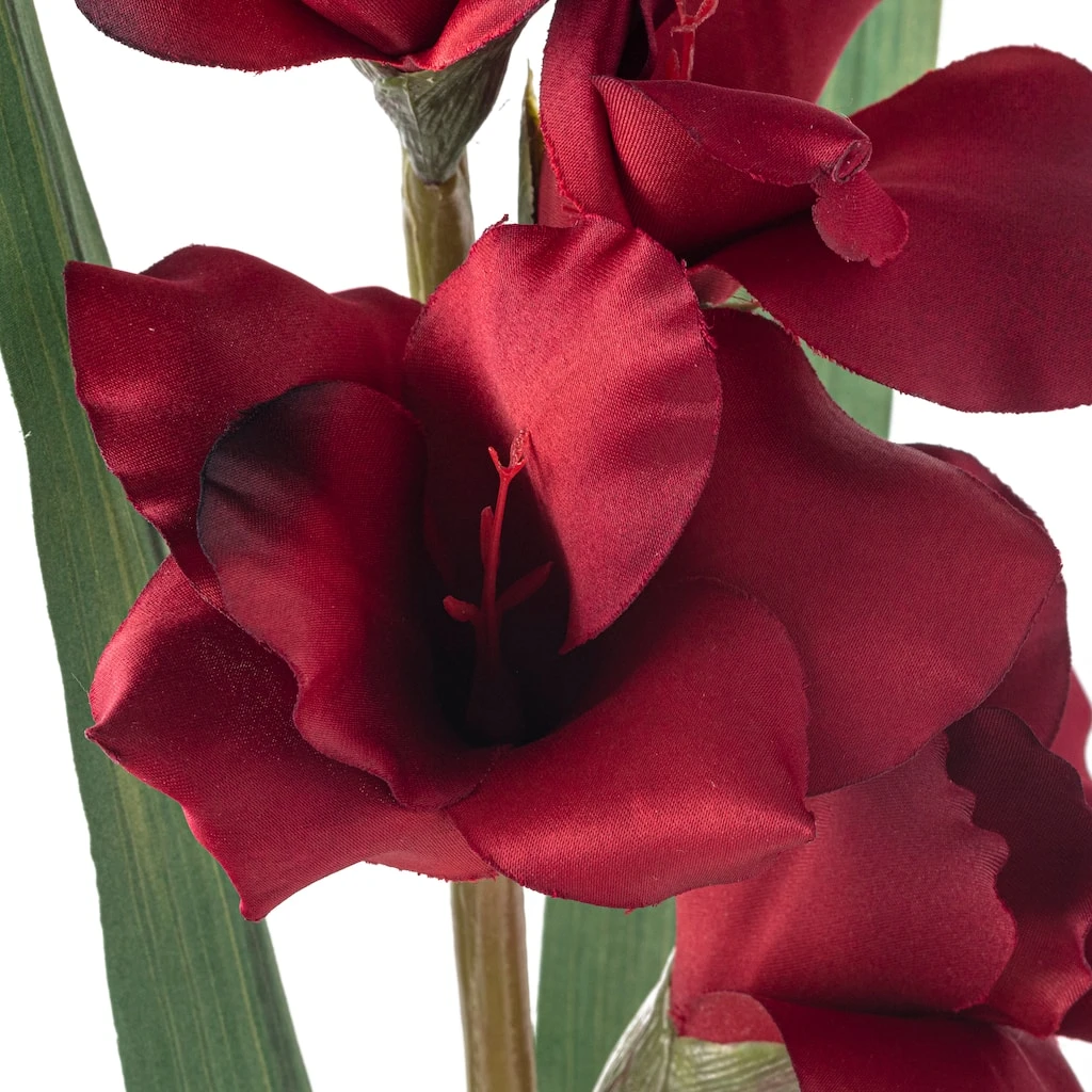 Cheapest π Gladiolus Stem by Ashland® β¨ 5 Cheapest π Gladiolus Stem by Ashland® β¨ - Image 3