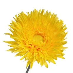 Outlet 👍 Jumbo Yellow Spider Gerber Daisy Stem by Ashland® ✨ -Ashland Shop 10457421 3