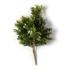 Coupon ❤️ Boxwood & Berry Bush by Ashland® 💯 -Ashland Shop 10546917 21