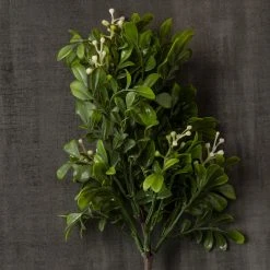 Top 10 🔥 Boxwood Pick By Ashland® 🛒 11 Top 10 🔥 Boxwood Pick By Ashland® 🛒 -Ashland Shop 10546920 25