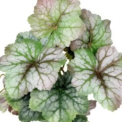 Deals 👏 12 Pack: Assorted Ivy Leaf Pick by Ashland® 😉 -Ashland Shop 10547224 2 1